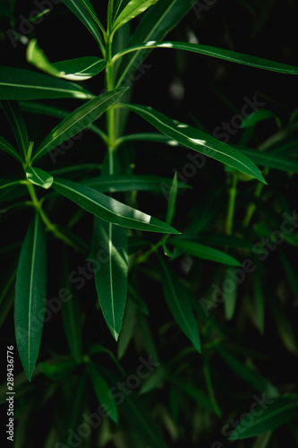 Background of fresh green leaves.  Green leaves pattern background  Natural background and wallpaper