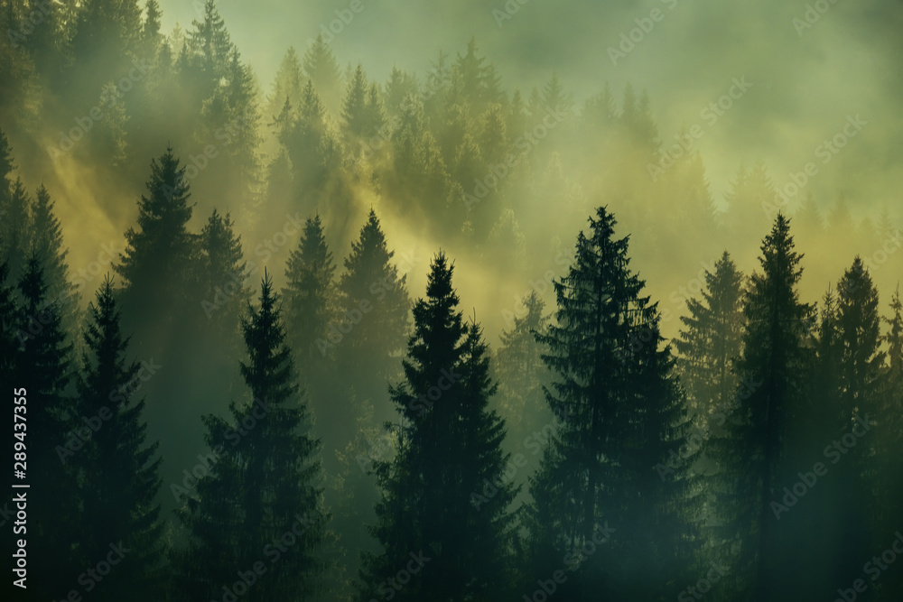 Incredibly beautiful sunrise in the mountains. Coniferous trees in the fog and the rays of the sun through the foggy forest.