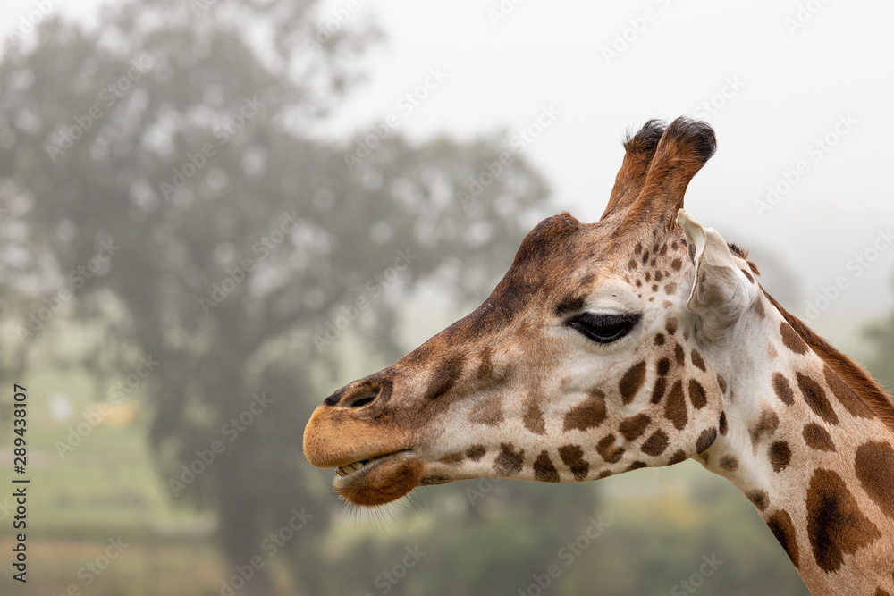 Kopf einer Giraffe im Safari-Park Longleat, Südengland Kopf einer Giraffe im Safari-Park Longleat, Südengland