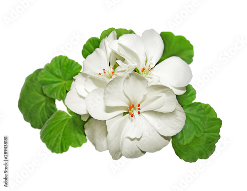 White geranium flower isolated on a white background photo