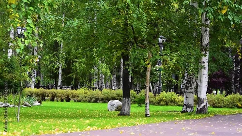 Yellow birch leaves fall in the wind in the Park, autumn landscape, natural background