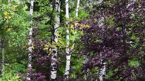 Yellow birch leaves fall in the wind in the Park, autumn landscape, natural background