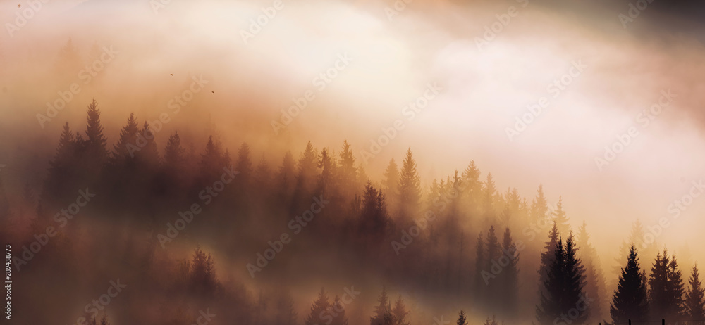 Incredibly beautiful sunrise in the mountains. Coniferous trees in the fog and the rays of the sun through the foggy forest. - obrazy, fototapety, plakaty 
