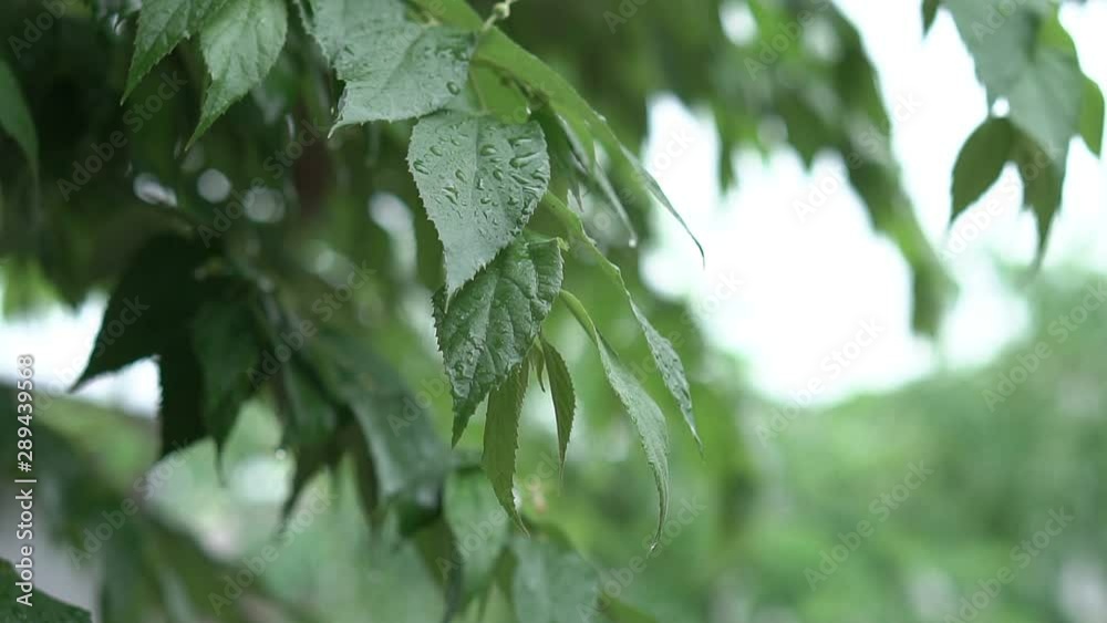 Rain falling on the leaves during the rainy season. Rain falling on the leaves during the rainy season.