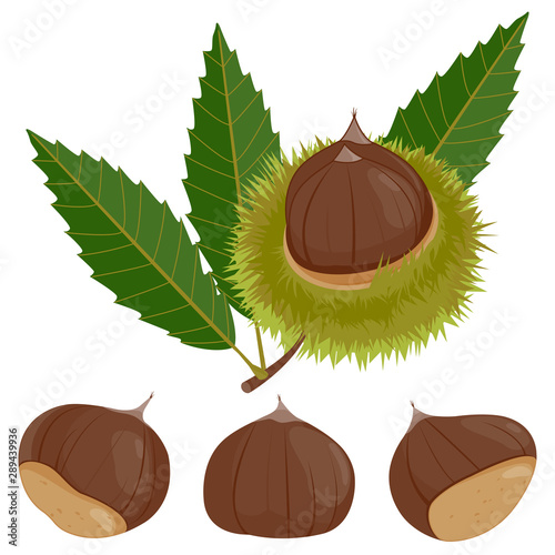 Sweet chestnut plant and fruit. Vector illustration. photo