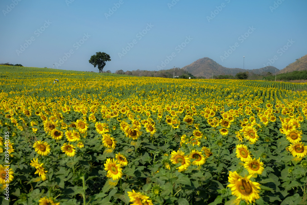 Wonderful view field of sunflowers by summertime. 