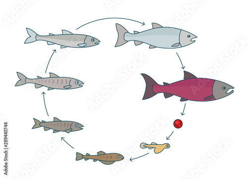 Round stages of salmon fish growth set. From parr to adult sockeye fish development. Grow up circle animation progression. Aquaculture industry life cycle.