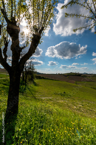 Colline del Monferrato