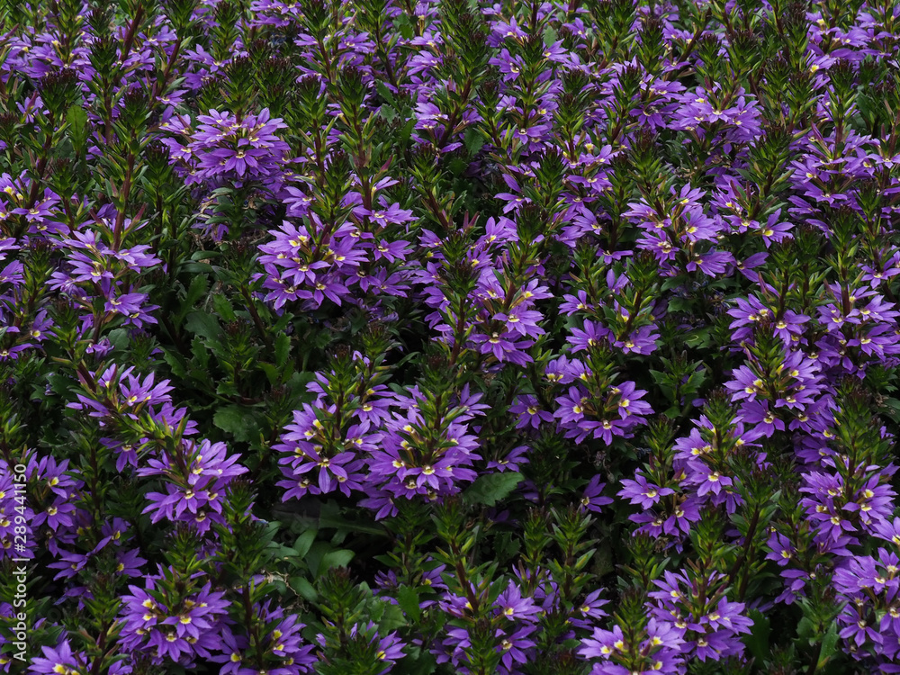 Obraz premium Violet flowers background. Purple botanical background filled with flowers