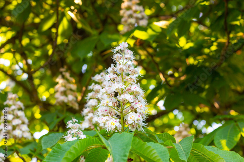 White horse-chestnut (Conker tree, Aesculus hippocastanum) blossoming flowers on branch with green leaves background