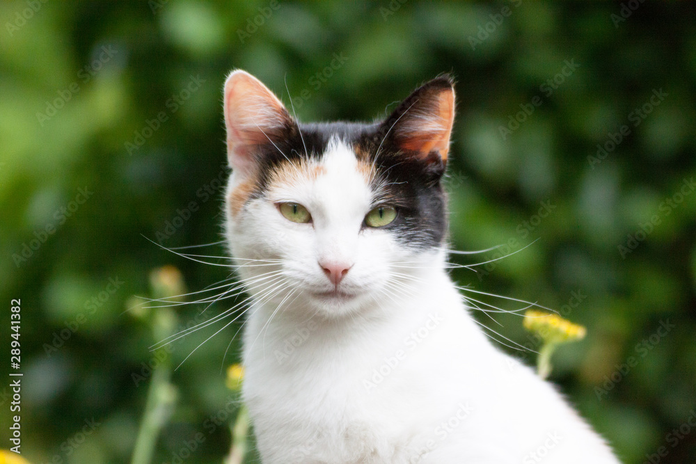 A nice cat in close-up.