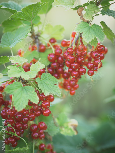 Bunches of ripe red currants on the branches in the garden