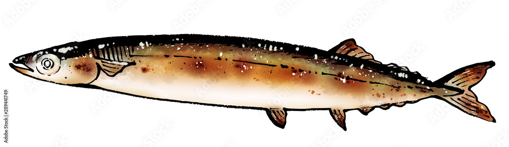 焼き秋刀魚 Images Browse 61 Stock Photos Vectors And Video Adobe Stock