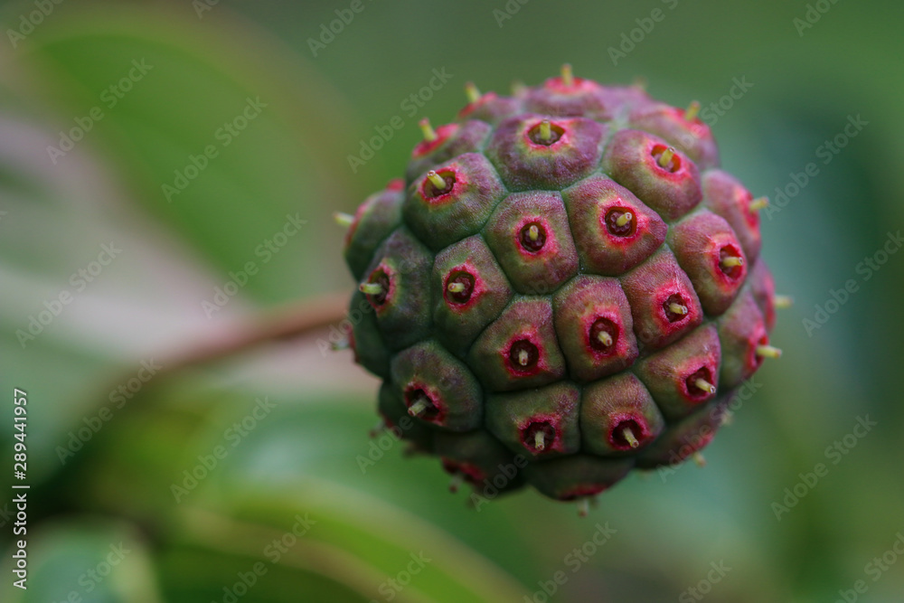 cormus kousa in autumn, strange green and red fruit cormus kousa in autumn, strange green and red fruit