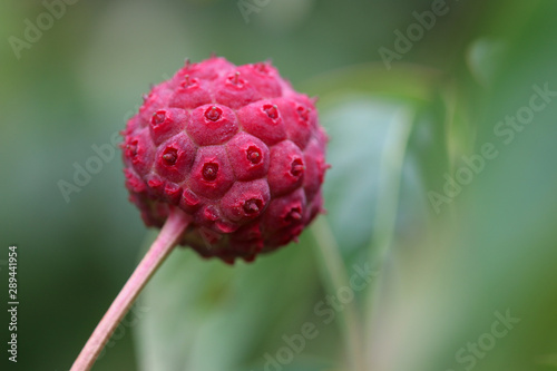 cormus kousa in autumn, strange green and red fruit photo