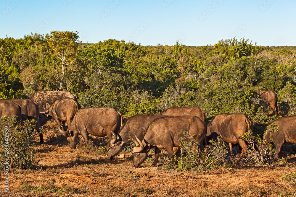 Herd of African Buffalo grazing on dry grass Herd of African Buffalo grazing on dry grass
