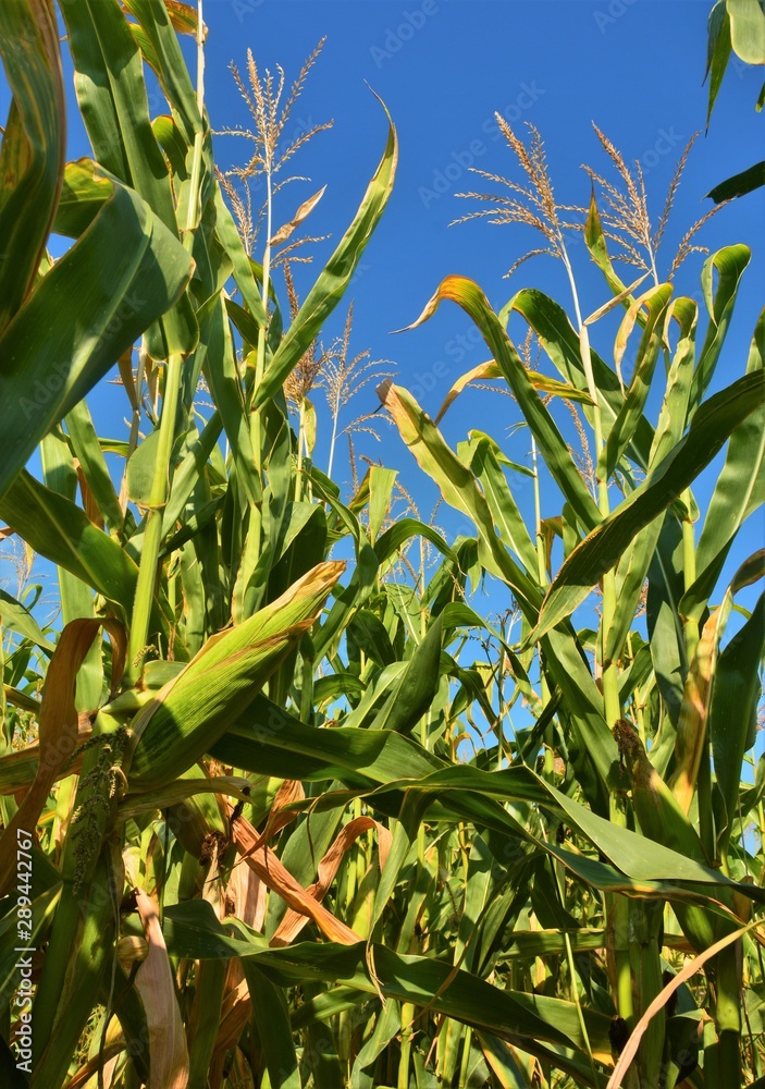 Naklejka premium in a row on a cornfield