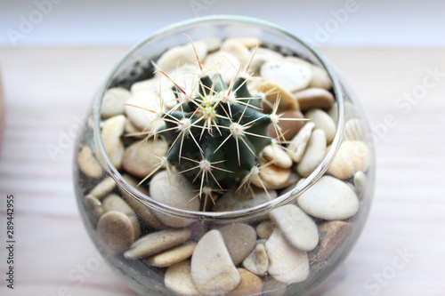 Cactus with long spines in a glass pot on insulated . Care and cultivation of houseplants and succulents.