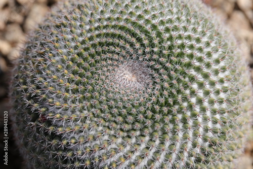 cactus closeup thorns macro flower