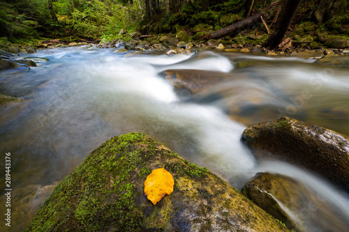 Fast flowing through wild green mountain forest river stream with crystal clear water and bright yellow leaf on big wet boulders. Beautiful wildlife landscape.