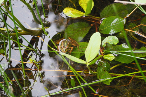 rana jaspeada de  tonos marrones , lineas longitudinales de color verdes y marrones en la parate dorsal del cuerpo, ojos grandes y prominentes, tres dedos en cada anca, laguna de sobrado de los monjes photo