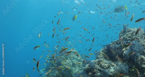 School of Cortez rainbow wrasse and Yellowtail surgeonfish on the reefs of the sea of cortez, Mexico. photo