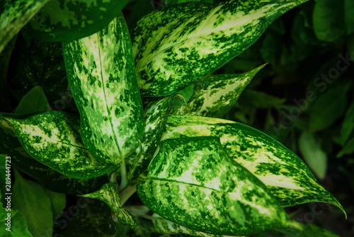 Aglaonema sp. ‘Ngoentemban’ green and white leaves sacred tree, decorative House plant photo