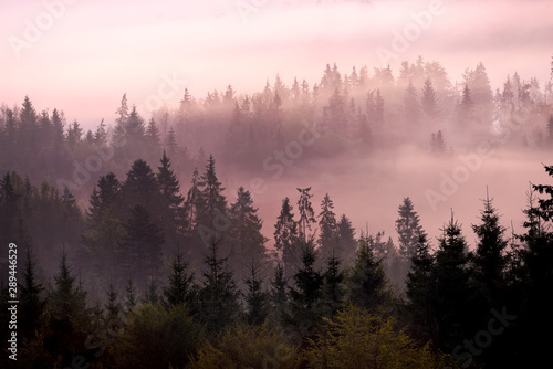 Incredibly beautiful sunrise in the mountains. Coniferous trees in the fog and the rays of the sun through the foggy forest.