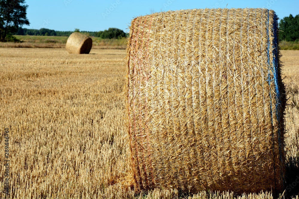 fardos de paja en un campo de trigo Stock Photo