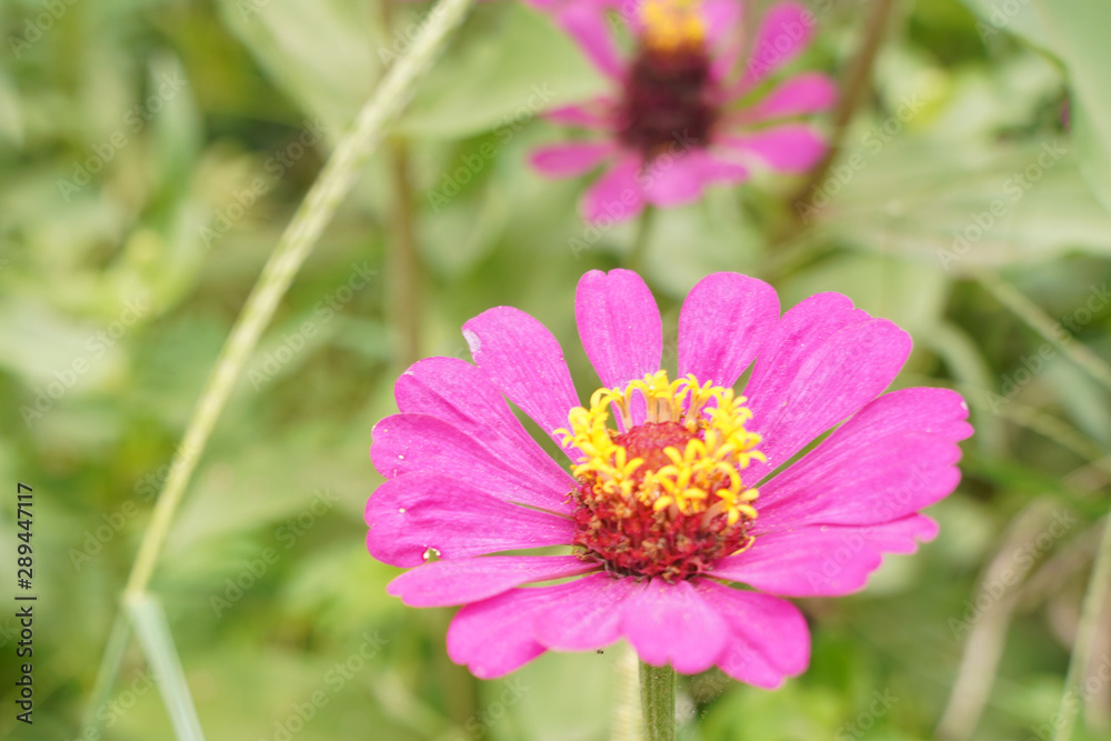 Bann Chuen (Scientific name: Zinnia violacea Cav.) Is a single leaf herbaceous plant with a bouquet of red, pink, orange, purple as an ornamental plant.