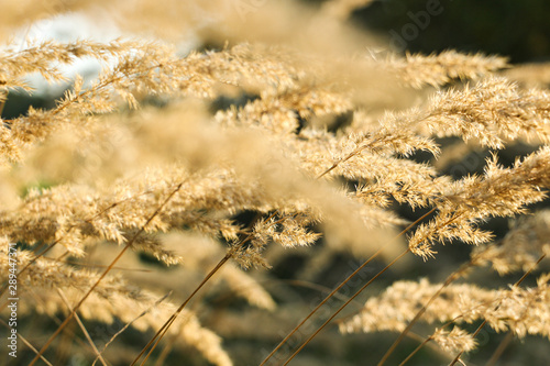 Gras in Nahaufnahme