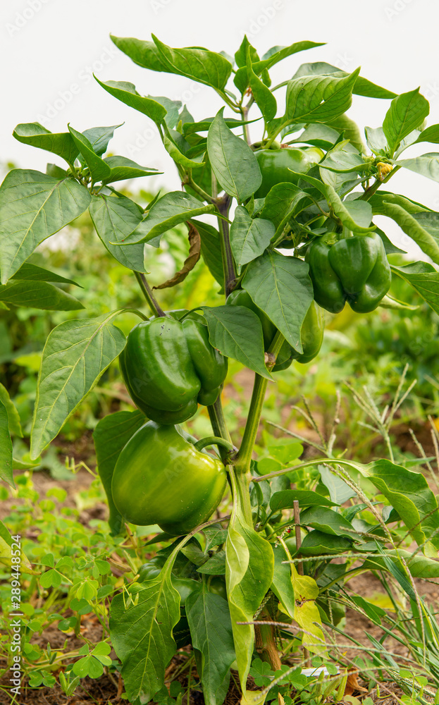 organic green peppers in the garden organic green peppers in the garden
