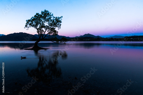 The Wanaka Tree