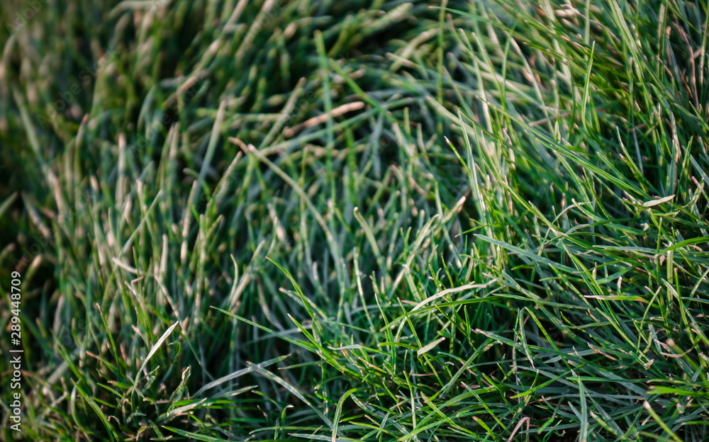 Close-up chaotic grass on the lawn background.