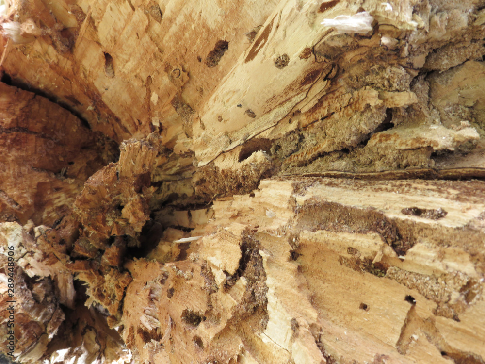 Close-up of old willow broken tree, wood fiber, wooden textured background Close-up of old willow broken tree, wood fiber, wooden textured background