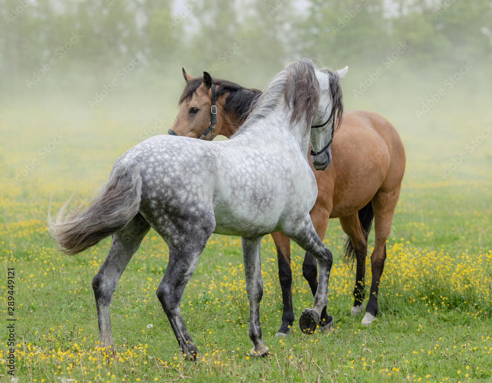 Spanish stallion and mare on summer pasture. Spanish stallion and mare on summer pasture.