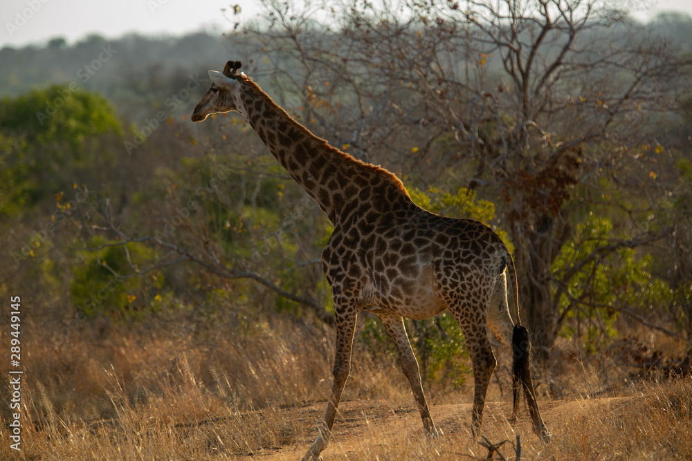 Fototapeta premium Female giraffe full length walking