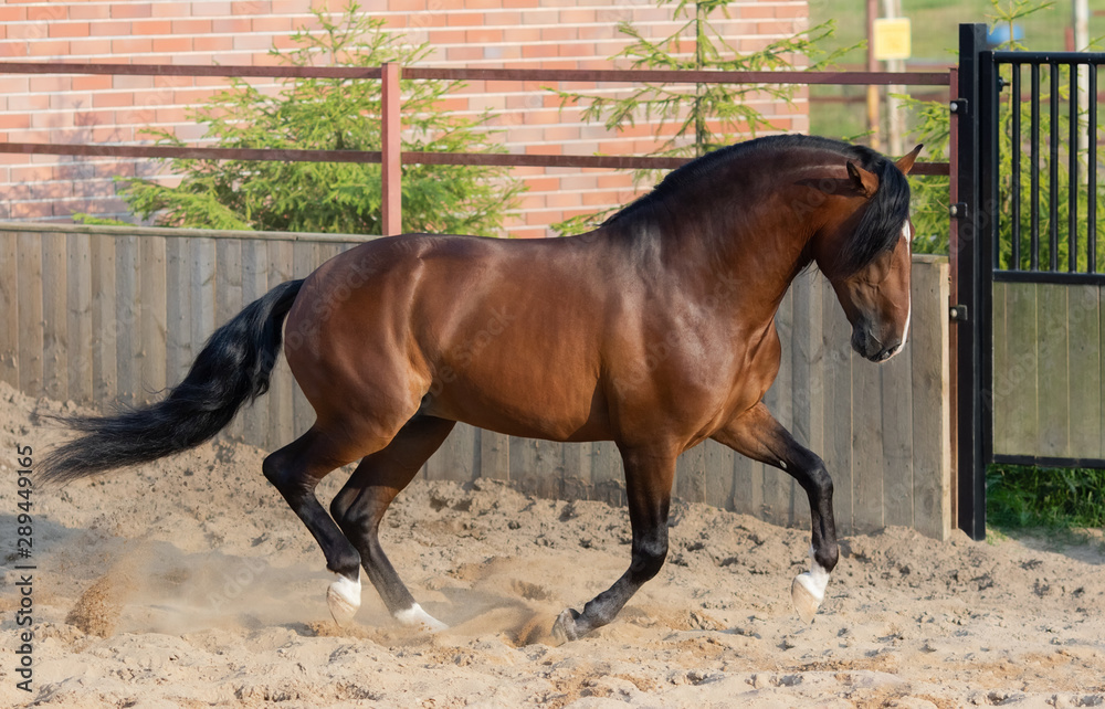 Bay Andalusian horse gallops in paddock. Bay Andalusian horse gallops in paddock.
