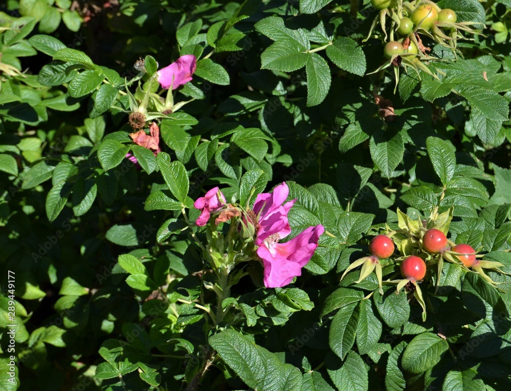 Heckenrose Heckenrose