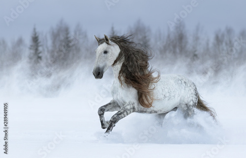 Naklejki na drzwi Siwy hiszpański koń galopujący podczas śnieżycy 