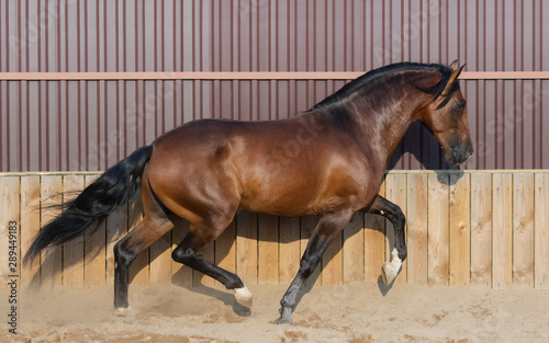 Bay Andalusian horse running in paddock.