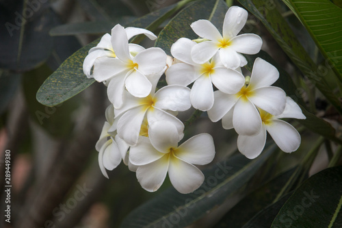 White Plumeria flowers are blooming on the tree