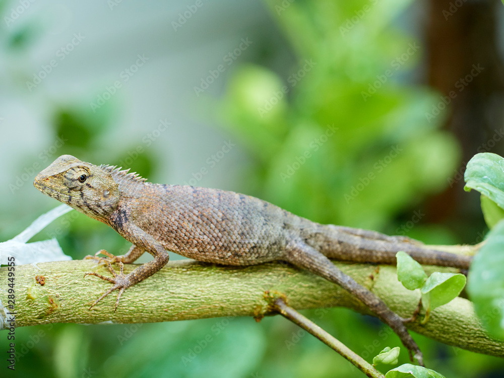 chameleon is on the branch. close up chameleon is on the branch. close up