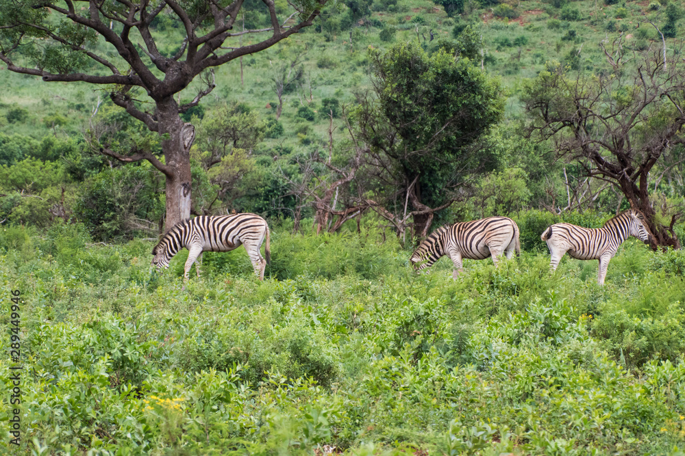 Naklejka premium Zebra-Zèbre (Equus), kwazulu natal, south africa.