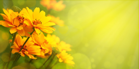 Yellow flowers with the option of tinting. Flower panorama for spring and summer. Heliopsis flowers in soft light on a blurred background for design and decoration.