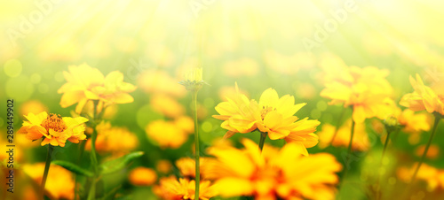 Flower meadow in soft light. Flower panorama for spring and summer design. Heliopsis flowers on blurry bokeh background.