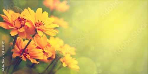 Yellow flowers in the meadow. Heliopsis flowers on a blurry background. Spring and summer flowers in the form of a panorama. Floral design in soft light.