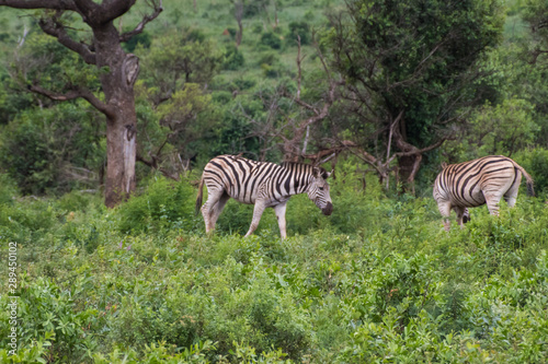 Zebra-Z  bre  Equus   kwazulu natal  south africa.