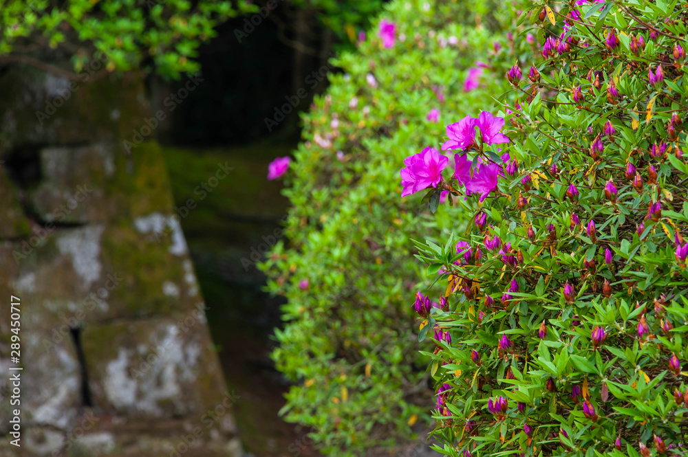 ツツジの花と古い石垣