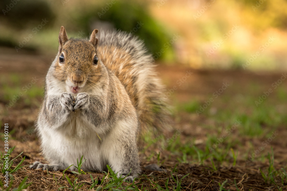 Ardilla Ardilla